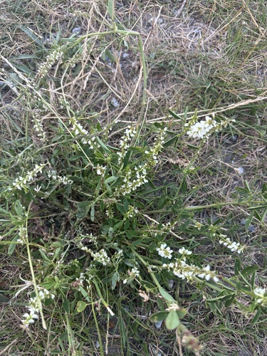 White Sweetclover