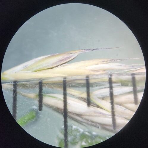 Festuca nigrescens, photograph 6