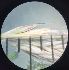 Festuca nigrescens, photograph (c) elik03, some rights reserved (CC BY)