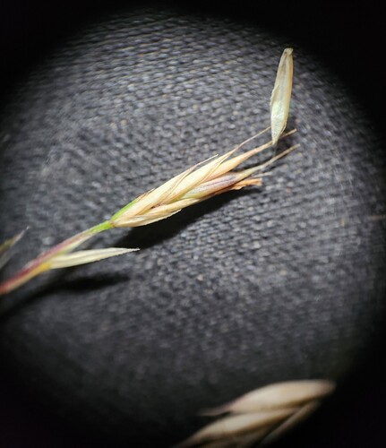 Festuca nigrescens, photograph 5