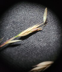 Festuca nigrescens, photograph (c) elik03, some rights reserved (CC BY)