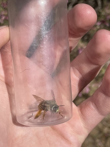 Amegilla scoparia