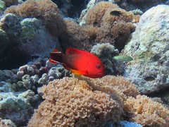 Cephalopholis urodeta