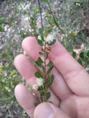 Acacia hispidula