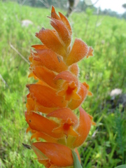 Dichromanthus aurantiacus