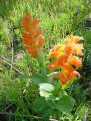 Dichromanthus aurantiacus