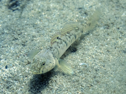Canestrini's grondel (Pomatoschistus canestrinii) — Gobiidae — 3