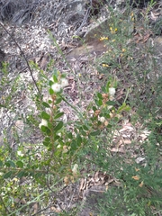 Acacia hispidula
