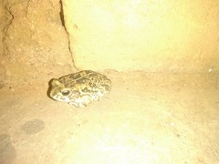 Sclerophrys pusilla