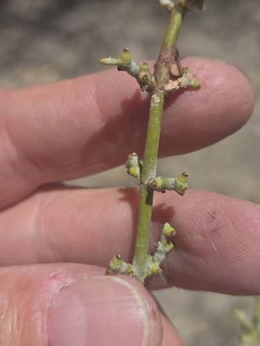 Mesquite Mistletoe