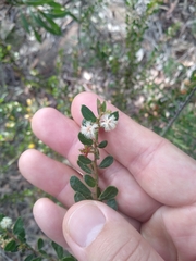 Acacia hispidula