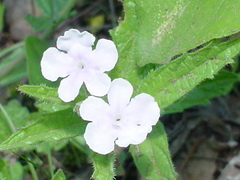 Priva grandiflora