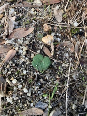 Hydrocotyle hirta