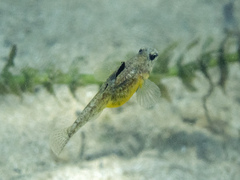 Norin Goby photo 3