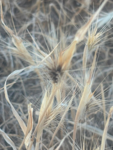 brome smut fungus