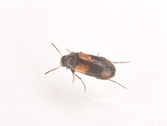 Anaspis fasciata