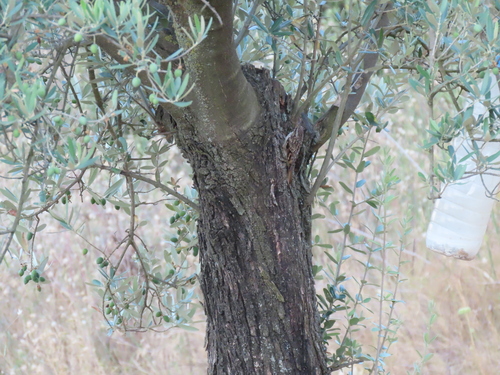 Short-toed Treecreeper