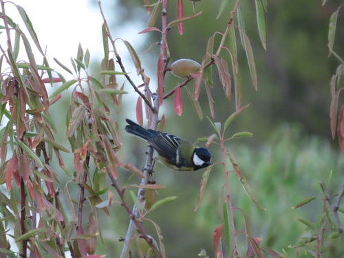 Great Tit