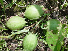 Jarilla heterophylla
