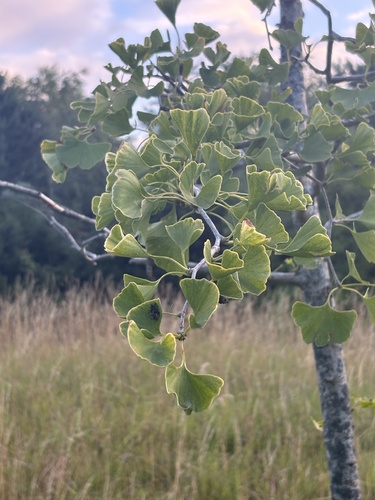 ginkgo