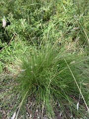 Rytidosperma setaceum