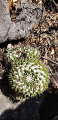 Mammillaria compressa