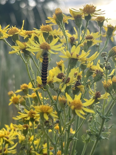 Cinnabar moth