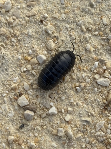 Common Pill Woodlouse