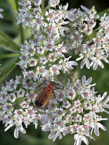 Common Red Soldier Beetle