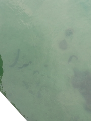 Holothuria leucospilota