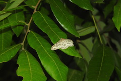 Percnia suffusa