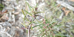 Hakea carinata