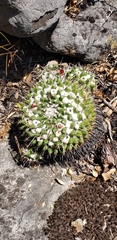 Mammillaria compressa