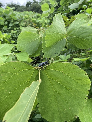 Citrus Longhorn Beetle