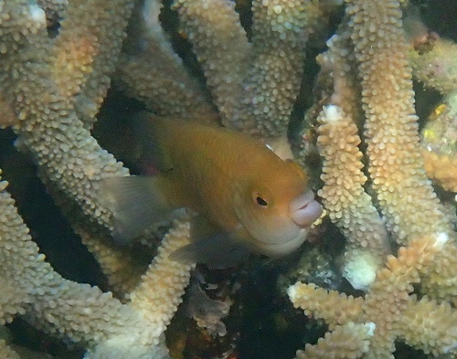 Cheiloprion labiatus observed 2026-07-04