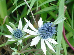 Eryngium beecheyanum