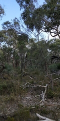 Allocasuarina striata