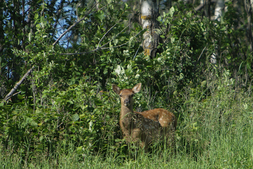 Elk