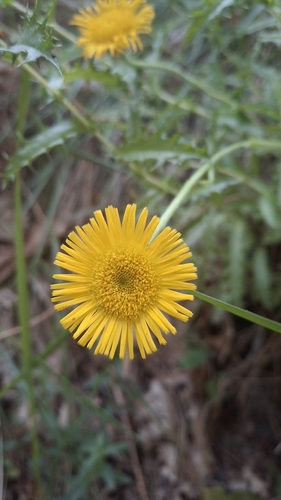 Pulicaria odora, photograph 4