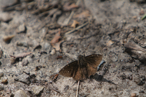 Northern Cloudywing