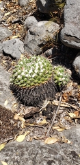 Mammillaria compressa