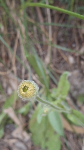 Pulicaria odora, photograph 6
