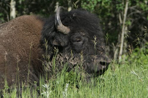 American Bison