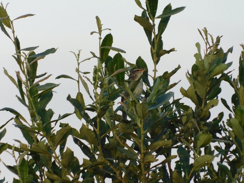 Sedge Warbler
