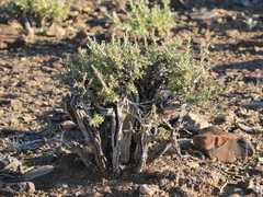 Aizoon schellenbergii