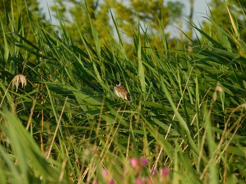 Reed Bunting