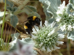 Marrubium incanum