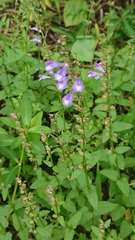Scutellaria barbata