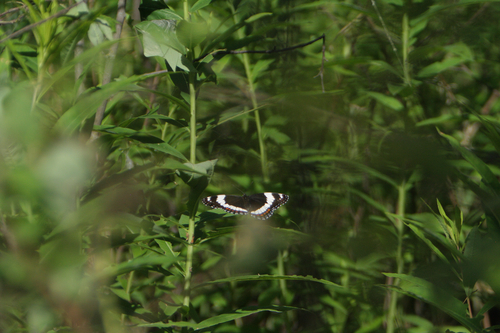 Red-spotted Admiral