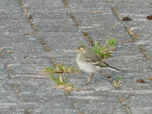 White Wagtail